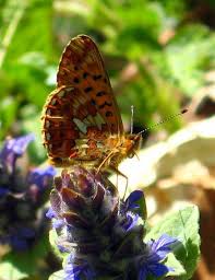 Attēlu rezultāti vaicājumam “Clossiana euphrosyne underside”