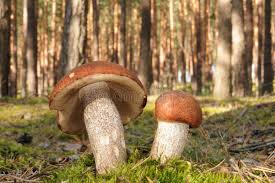 Attēlu rezultāti vaicājumam “Leccinum vulpinum”