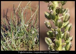 Attēlu rezultāti vaicājumam “Triglochin maritimum”