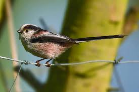 Attēlu rezultāti vaicājumam “Aegithalos caudatus”