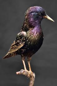 Attēlu rezultāti vaicājumam “Sturnus vulgaris”