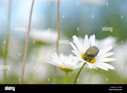 Attēlu rezultāti vaicājumam “Potosia cuprea imago”