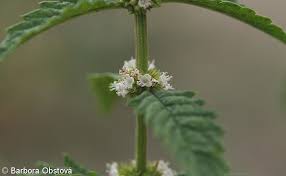 Attēlu rezultāti vaicājumam “Lycopus europaeus leaf”