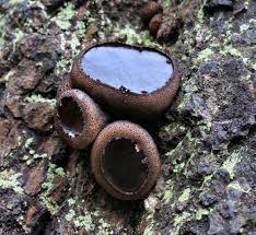 Attēlu rezultāti vaicājumam “Bulgaria inquinans”