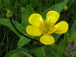 Attēlu rezultāti vaicājumam “Ranunculus flammula”