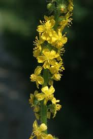 Image result for Agrimonia eupatoria