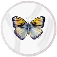 Attēlu rezultāti vaicājumam “Pieridae”