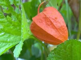 Attēlu rezultāti vaicājumam “Physalis alkekengi leaf”