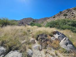 Attēlu rezultāti vaicājumam “Saelania glaucescens sporophyte”