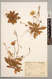 Attēlu rezultāti vaicājumam “Pilosella officinarum”