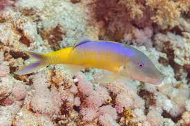 Image result for Parupeneus cyclostomus