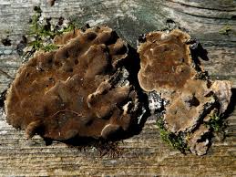 Attēlu rezultāti vaicājumam “Phellinus laevigatus”