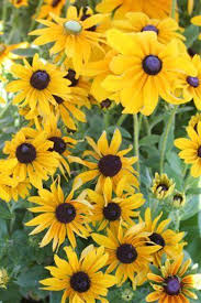 Attēlu rezultāti vaicājumam “Rudbeckia hirta var. hirta leaf”