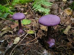 Attēlu rezultāti vaicājumam “Cortinarius violaceus”