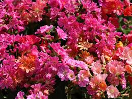 Image result for Bitterwurz