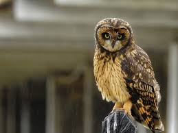 Attēlu rezultāti vaicājumam “Asio flammeus”