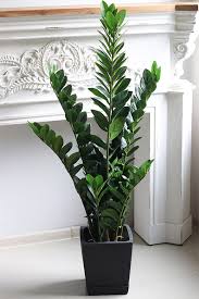 Image result for zamiokulkas