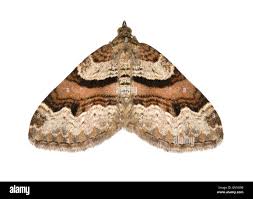 Attēlu rezultāti vaicājumam “Xanthorhoe designata”