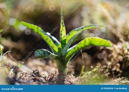 Attēlu rezultāti vaicājumam “Dactylorhiza fuchsii leaf”