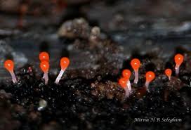 Attēlu rezultāti vaicājumam “Hemitrichia decipiens stalked”