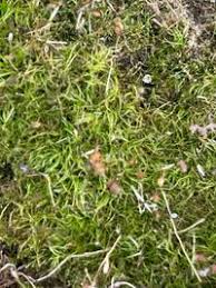 Attēlu rezultāti vaicājumam “Dicranella cerviculata”