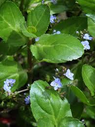 Attēlu rezultāti vaicājumam “Veronica beccabunga”