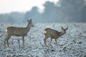 Attēlu rezultāti vaicājumam “Capreolus capreolus”