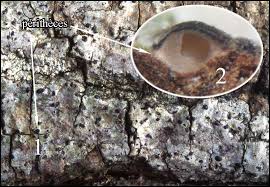 Attēlu rezultāti vaicājumam “Acrocordia gemmata”