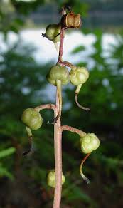Attēlu rezultāti vaicājumam “Pyrola minor fruit”