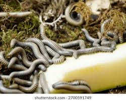 Attēlu rezultāti vaicājumam “Ommatoiulus sabulosus aimatopodus”