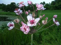 Attēlu rezultāti vaicājumam “Butomaceae”