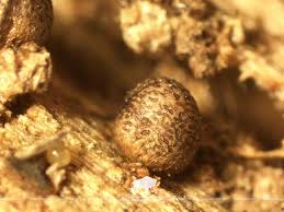 Attēlu rezultāti vaicājumam “Lycogala persicum”