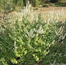 Image result for Nepeta cataria