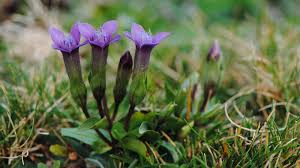 Attēlu rezultāti vaicājumam “Gentianella campestris”