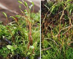 Attēlu rezultāti vaicājumam “Amblystegium serpens macro”