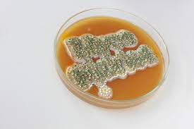 Attēlu rezultāti vaicājumam “Penicillium vulpinum”