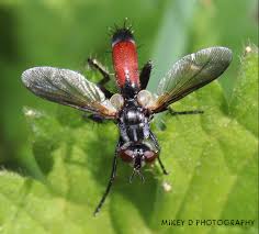 Attēlu rezultāti vaicājumam “Cylindromyia sp.”