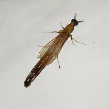 Attēlu rezultāti vaicājumam “Lymexylidae”