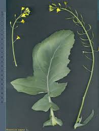 Attēlu rezultāti vaicājumam “Brassica napus”