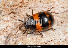 Attēlu rezultāti vaicājumam “Diaperis boleti imago”