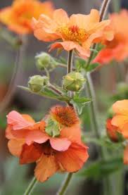 Attēlu rezultāti vaicājumam “Geum x intermedium flower”