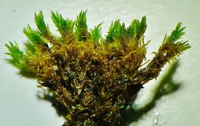 Attēlu rezultāti vaicājumam “Tortella inclinata”