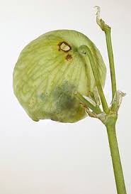 Attēlu rezultāti vaicājumam “Eupithecia venosata”