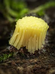 Attēlu rezultāti vaicājumam “Stemonitis flavogenita”