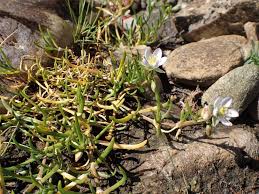 Attēlu rezultāti vaicājumam “Spergularia marina flower”