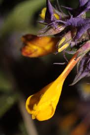 Attēlu rezultāti vaicājumam “Melampyrum sylvaticum leaf”