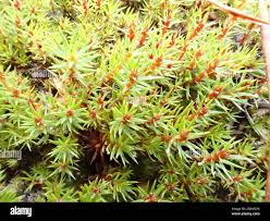 Attēlu rezultāti vaicājumam “Pogonatum urnigerum”