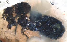 Attēlu rezultāti vaicājumam “Raphidia larva”