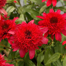 Attēlu rezultāti vaicājumam “Echinacea purpurea”