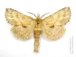 Attēlu rezultāti vaicājumam “Pterostoma palpina”